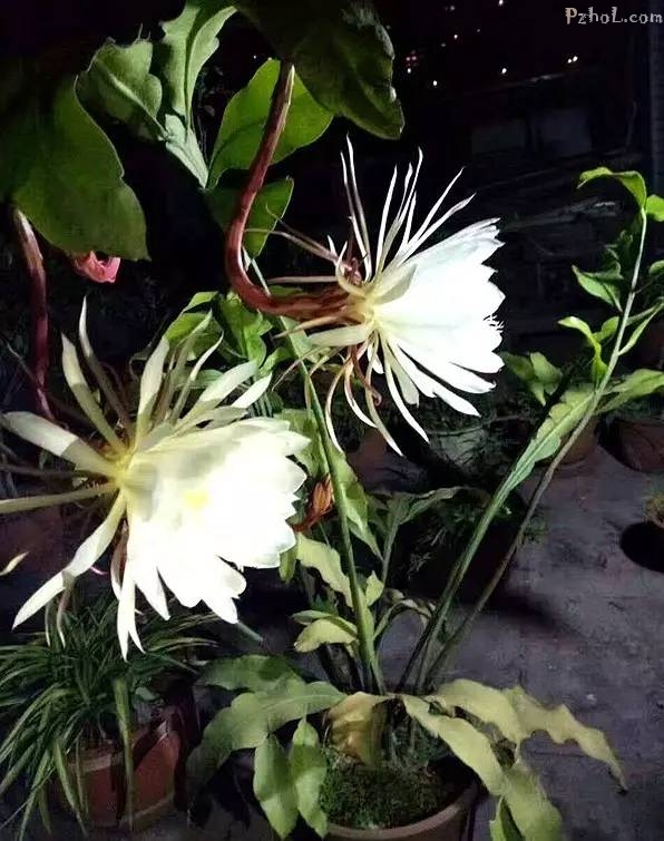 最美不过昙花一现,攀枝花某攀钢职工家里的昙花一次性开了十多朵,美呆
