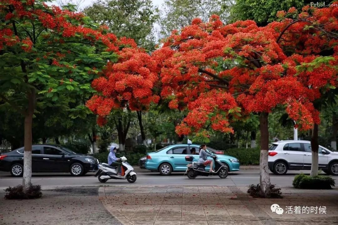 全年赏花地图来了！这辈子最浪漫的事，就是带你在攀枝花看花海~！