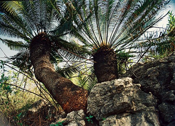 "巴蜀三绝":攀枝花苏铁林 - 攀枝花网