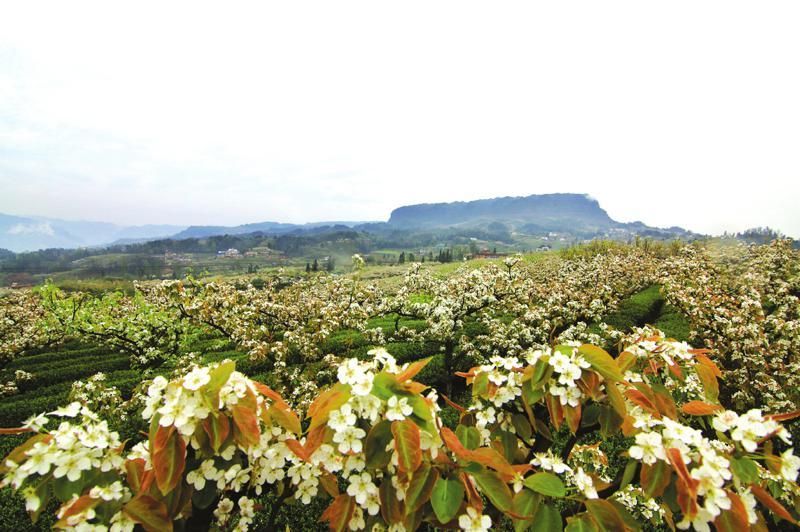 宜宾梨花又开放 洁白花雨美不胜收(组图) - 中国攀枝花网
