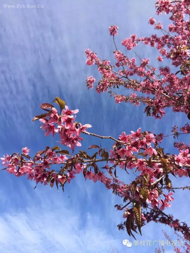 ��֦�������Ķ�ӣ��