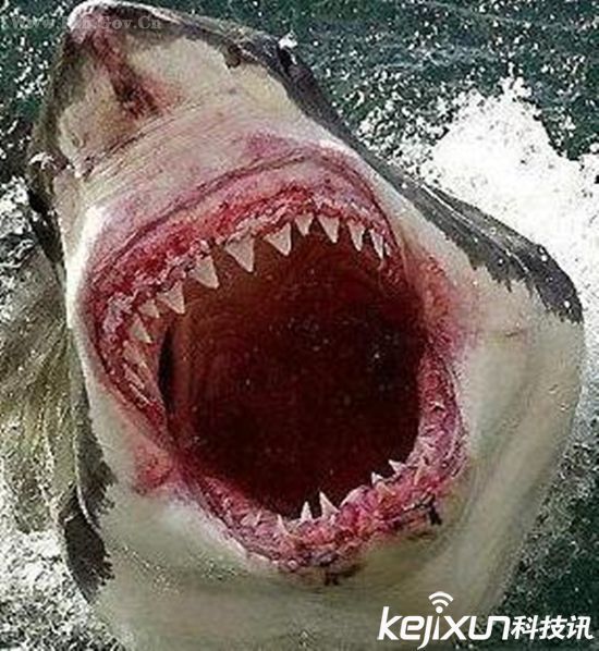 蚊子头号致命大象踩死人世界致命动物盘点