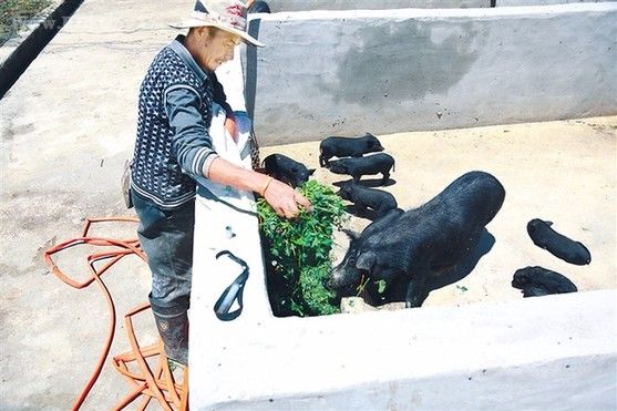 滴新村贫困户正在藏香猪养殖基地忙碌.