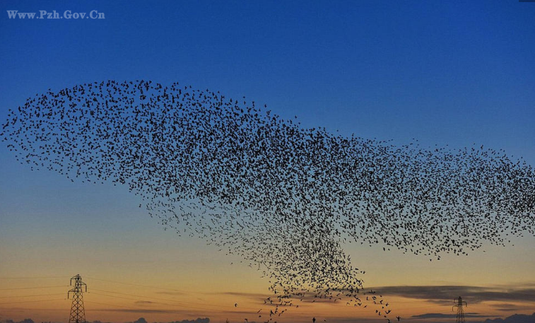 成千上万只飞鸟集体迁徙 遮云蔽日场面壮观