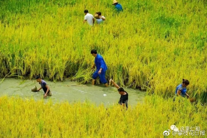 仁和区啊喇香米有防伪系统