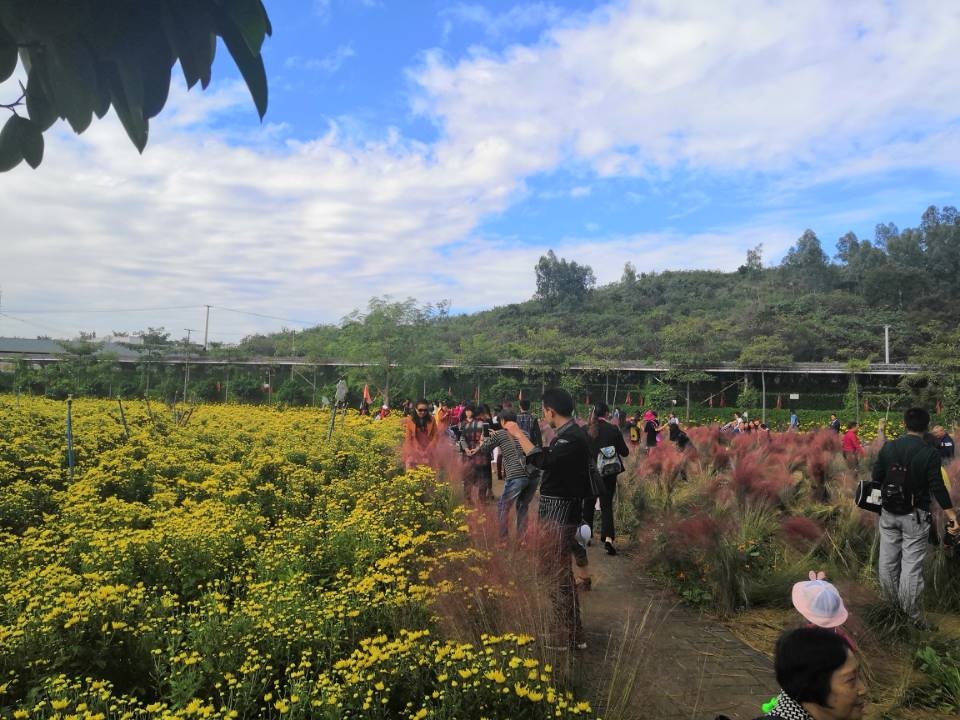 金秋赏菊好时节 ！攀枝花这个地方的菊花美得不像样！