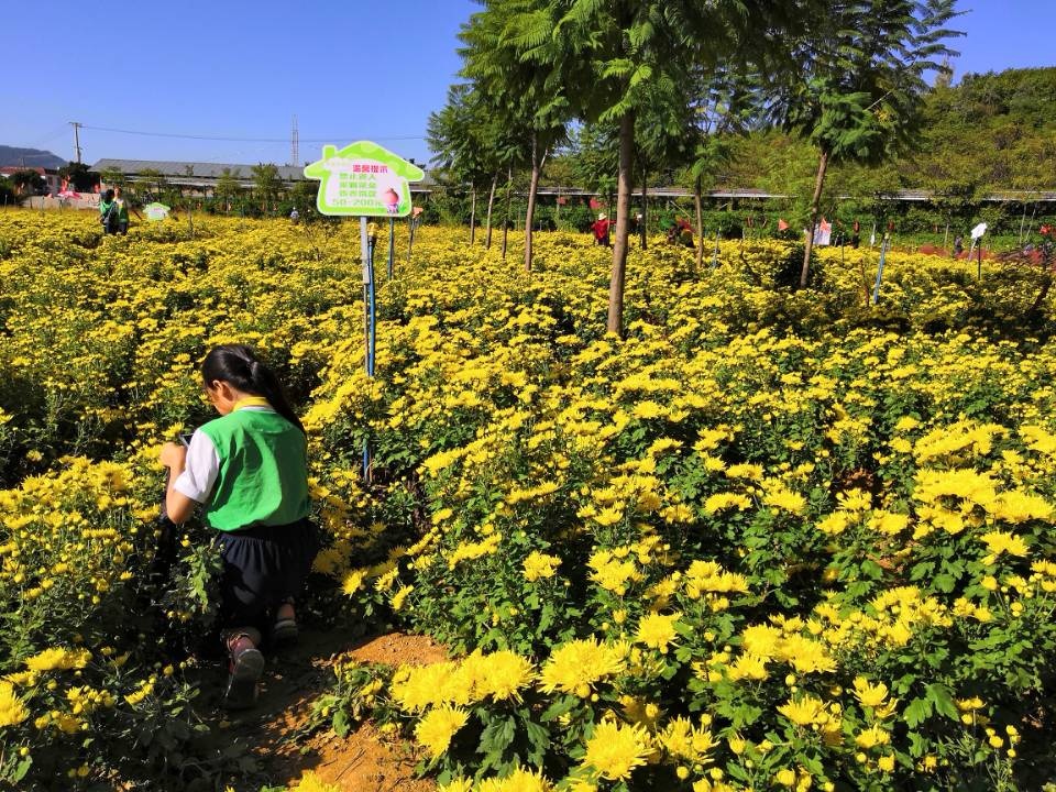 金秋赏菊好时节 ！攀枝花这个地方的菊花美得不像样！