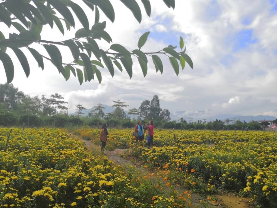金秋赏菊好时节 ！攀枝花这个地方的菊花美得不像样！