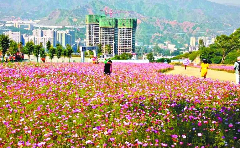 播撒花籽为裸土边坡扮上“妆容”