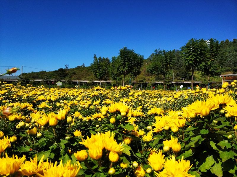 金秋赏菊好时节 ！攀枝花这个地方的菊花美得不像样！