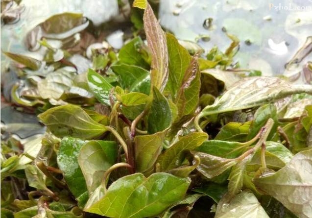 攀枝花这个叶子菜10多块钱一斤,大家还买的火热!