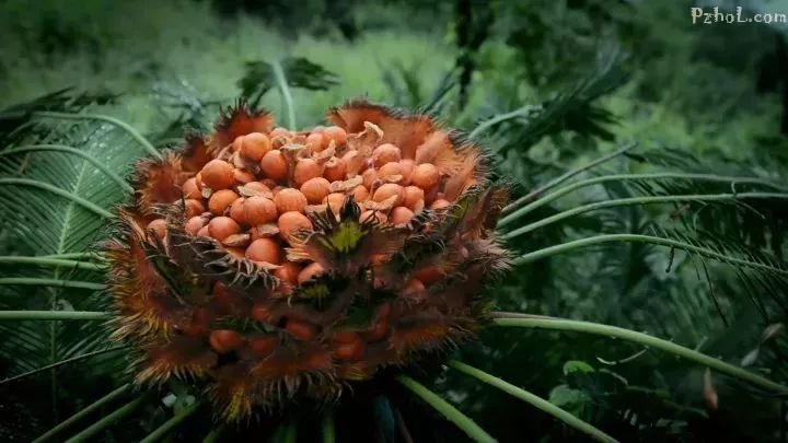 攀枝花苏铁国家级自然保护区暂停参观,旅游!